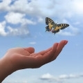 Schmetterling