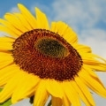 Sonnenblume