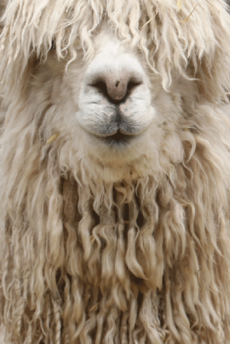 INTI knitwear